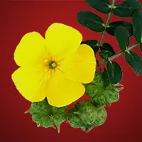 Tribulus Terrestris